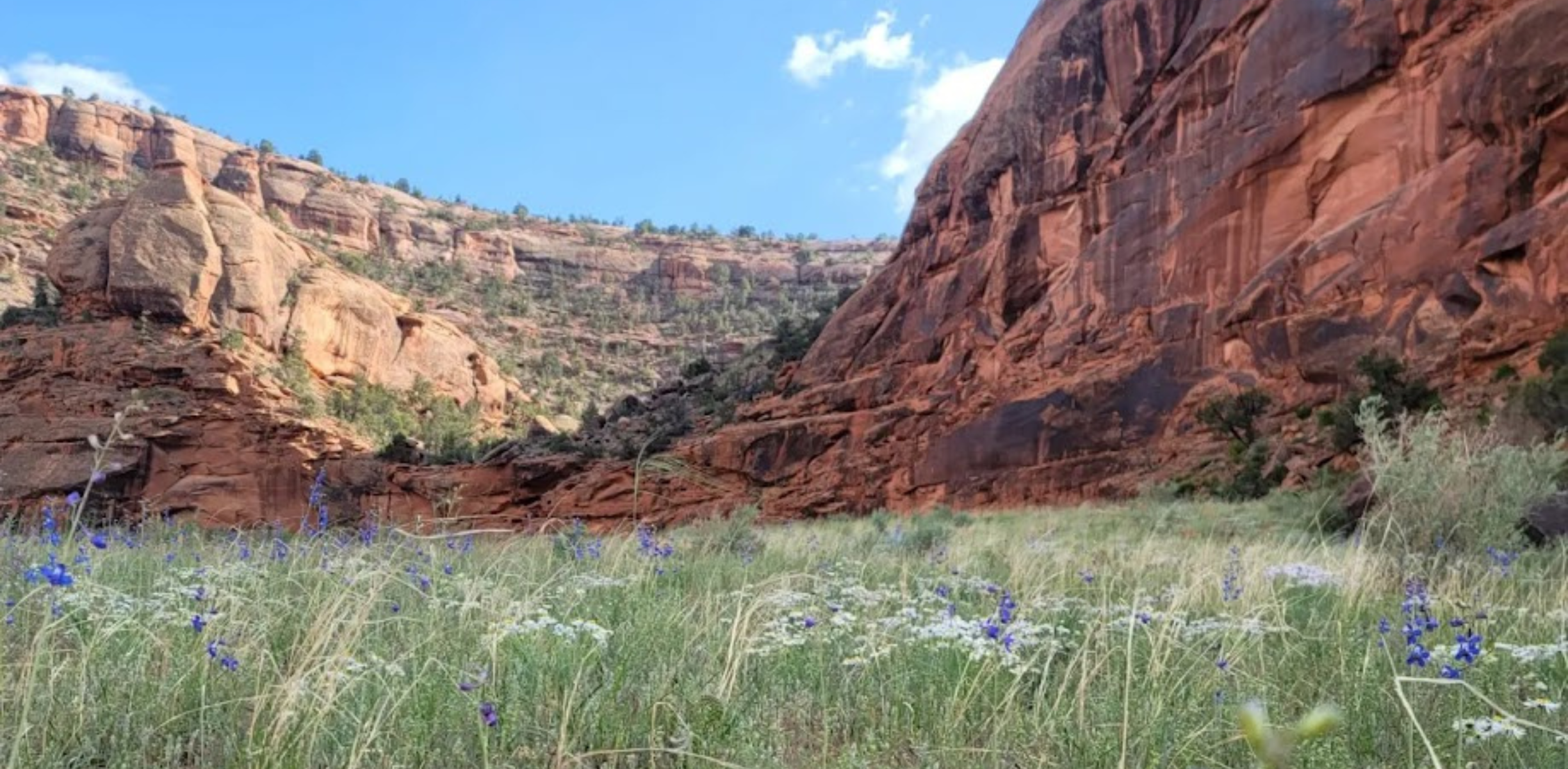 Wildflowers sit in a field with red rock formations in the distance