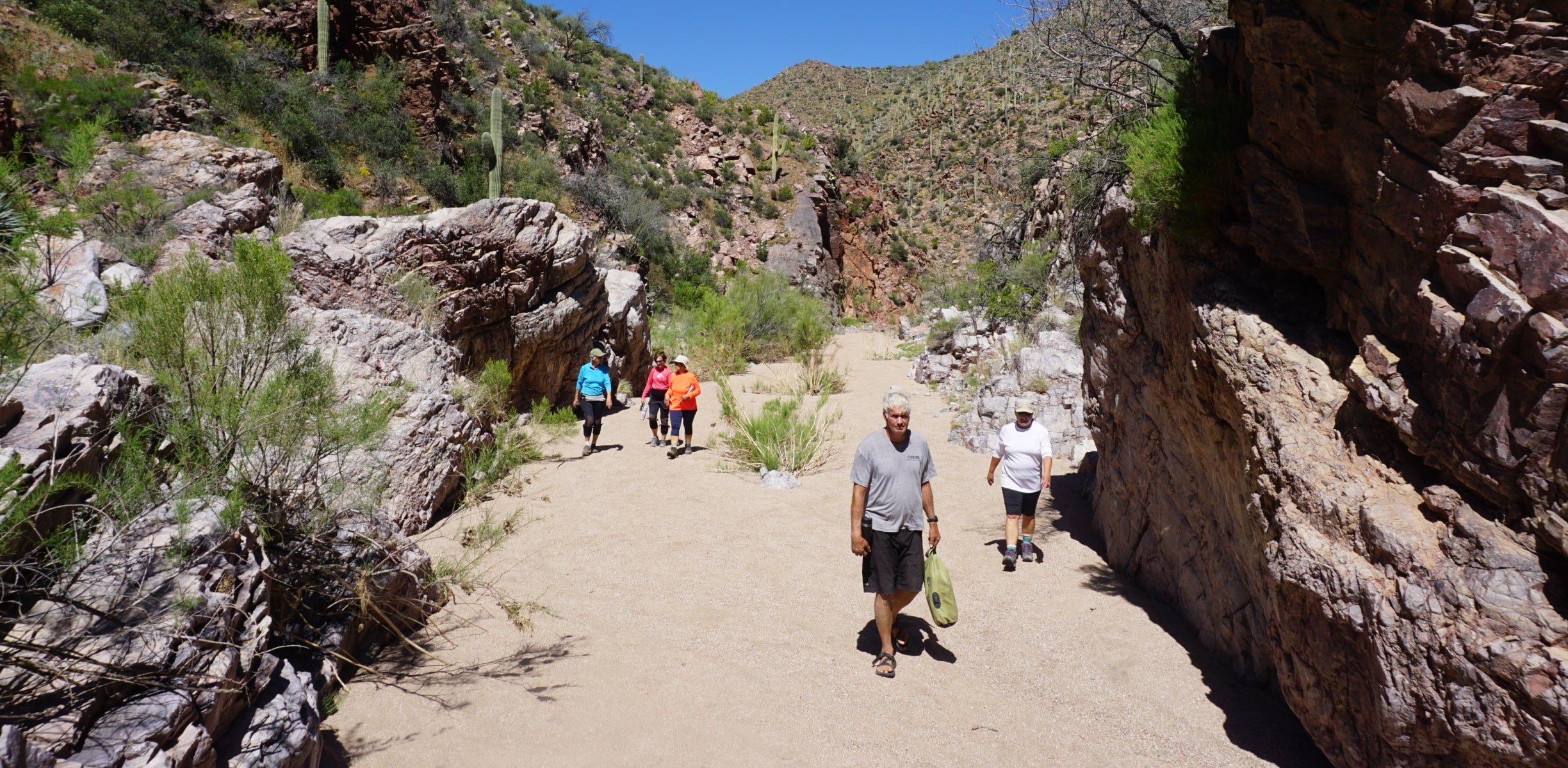 A group of people hiking among cactus in desert of Arizona